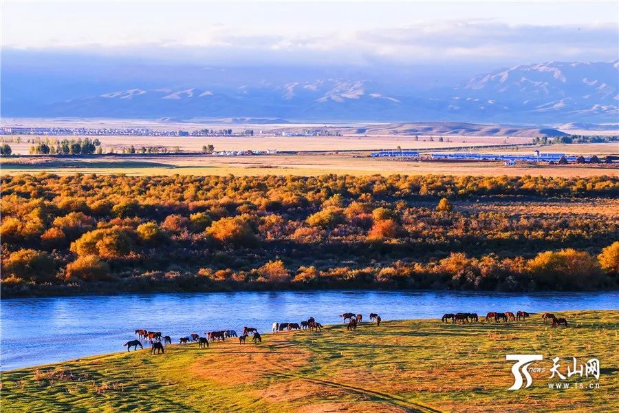 新疆小巷秘境小店的味蕾视觉之旅